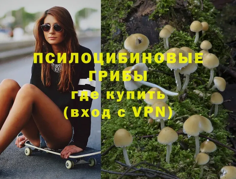 Псилоцибиновые грибы Psilocybe  купить закладку  мега ТОР  Курлово 